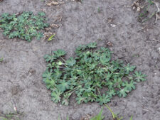 PURPLE POPPY MALLOW