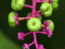 POKEWEED