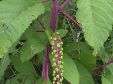 POKEWEED