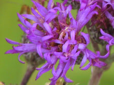 WESTERN IRONWEED