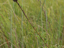 PURPLE PRAIRIE CLOVER