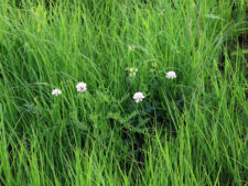 CROWN VETCH