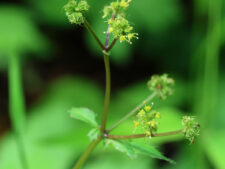 CLUSTERED BLACK SNAKEROOT