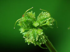 CLUSTERED BLACK SNAKEROOT