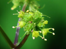 CLUSTERED BLACK SNAKEROOT