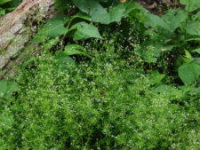 SHINING BEDSTRAW