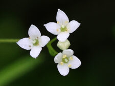 SHINING BEDSTRAW