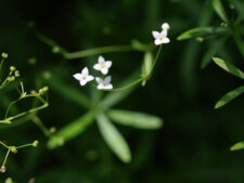 SHINING BEDSTRAW