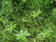 SHINING BEDSTRAW