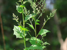 MAPLE-LEAF GOOSEFOOT