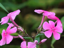 FALL PHLOX