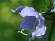 TALL BELLFLOWER