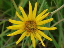 STIFF SUNFLOWER