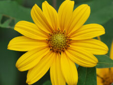 HAIRY SUNFLOWER