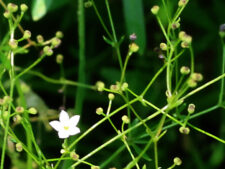 SHINING BEDSTRAW