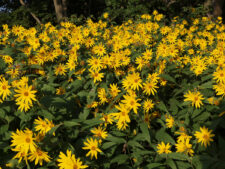 HAIRY SUNFLOWER