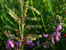 CANADA TICK-CLOVER