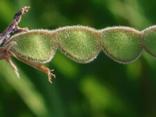 CANADA TICK-CLOVER