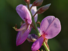 CANADA TICK-CLOVER