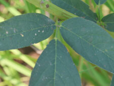 CANADA TICK-CLOVER