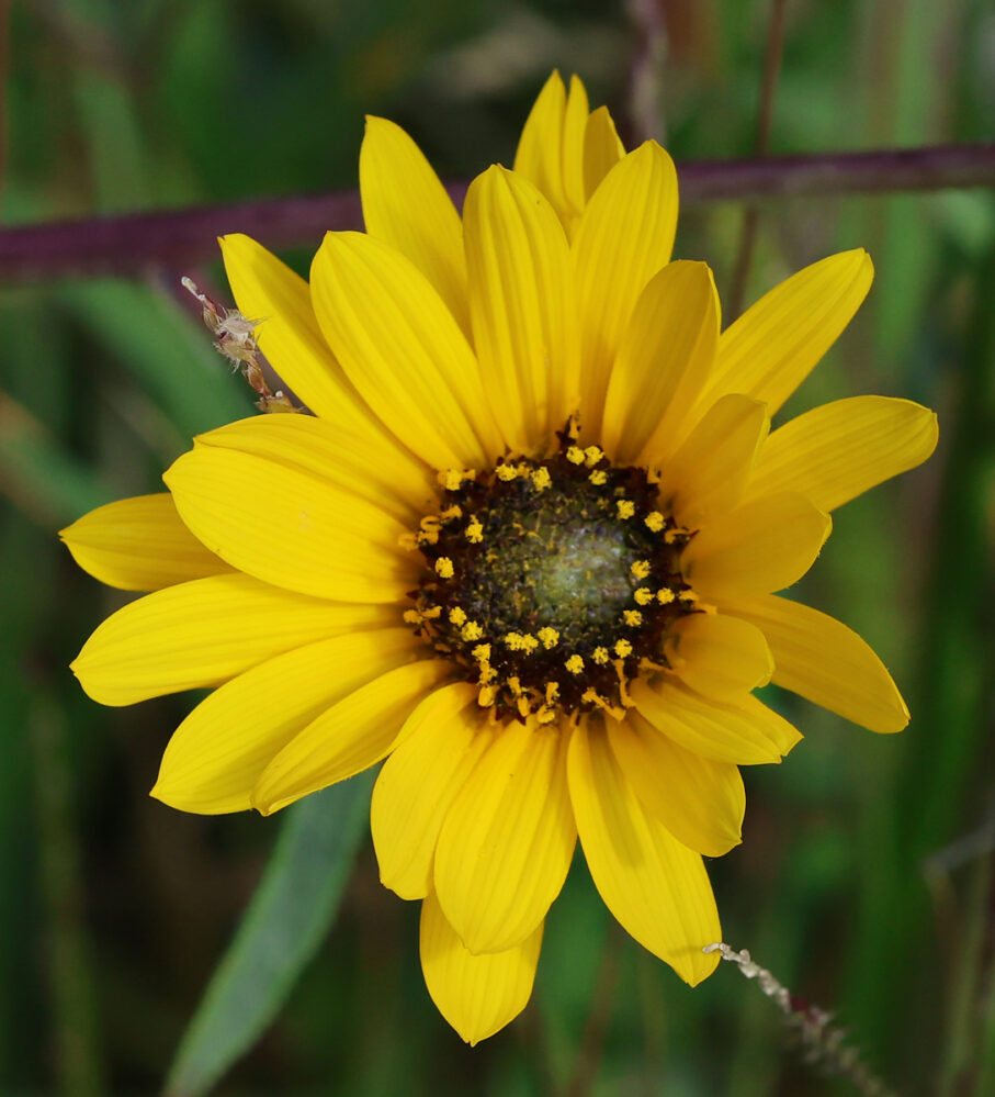 STIFF SUNFLOWER