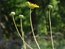 STIFF SUNFLOWER