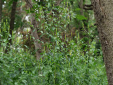 GIANT HYSSOP