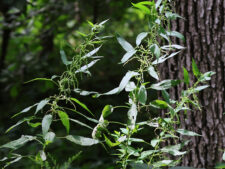 STINGING NETTLE