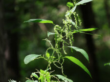 STINGING NETTLE