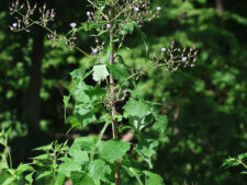 WOODLAND LETTUCE