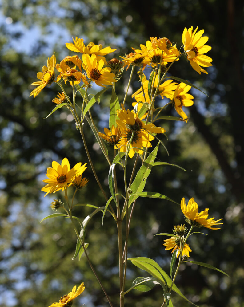 SAWTOOTH SUNFLOWER