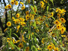 SAWTOOTH SUNFLOWER