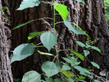 WOOD NETTLE