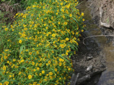 BUR MARIGOLD