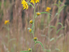 MAXIMILIAN SUNFLOWER