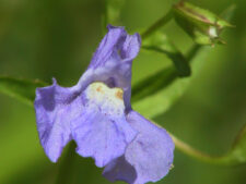 ALLEGHENY MONKEY FLOWER