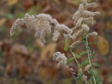 CANADA GOLDENROD