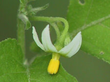 BLACK NIGHTSHADE