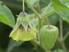 COMMON GROUND CHERRY