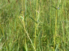 STIFF SUNFLOWER