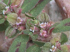 SPOTTED SPURGE