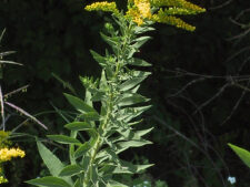 CANADA GOLDENROD