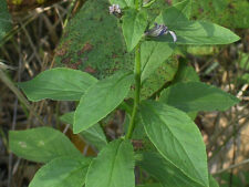 GREAT BLUE LOBELIA