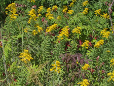 CANADA GOLDENROD