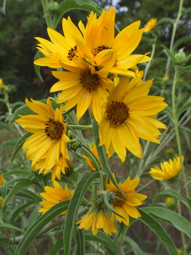 MAXIMILIAN SUNFLOWER