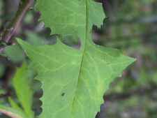 WOODLAND LETTUCE