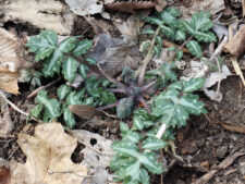 HAIRY WATERLEAF