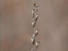 TALL BELLFLOWER