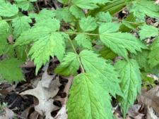 Red Baneberry