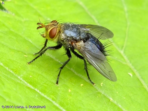 TACHINID FLY
